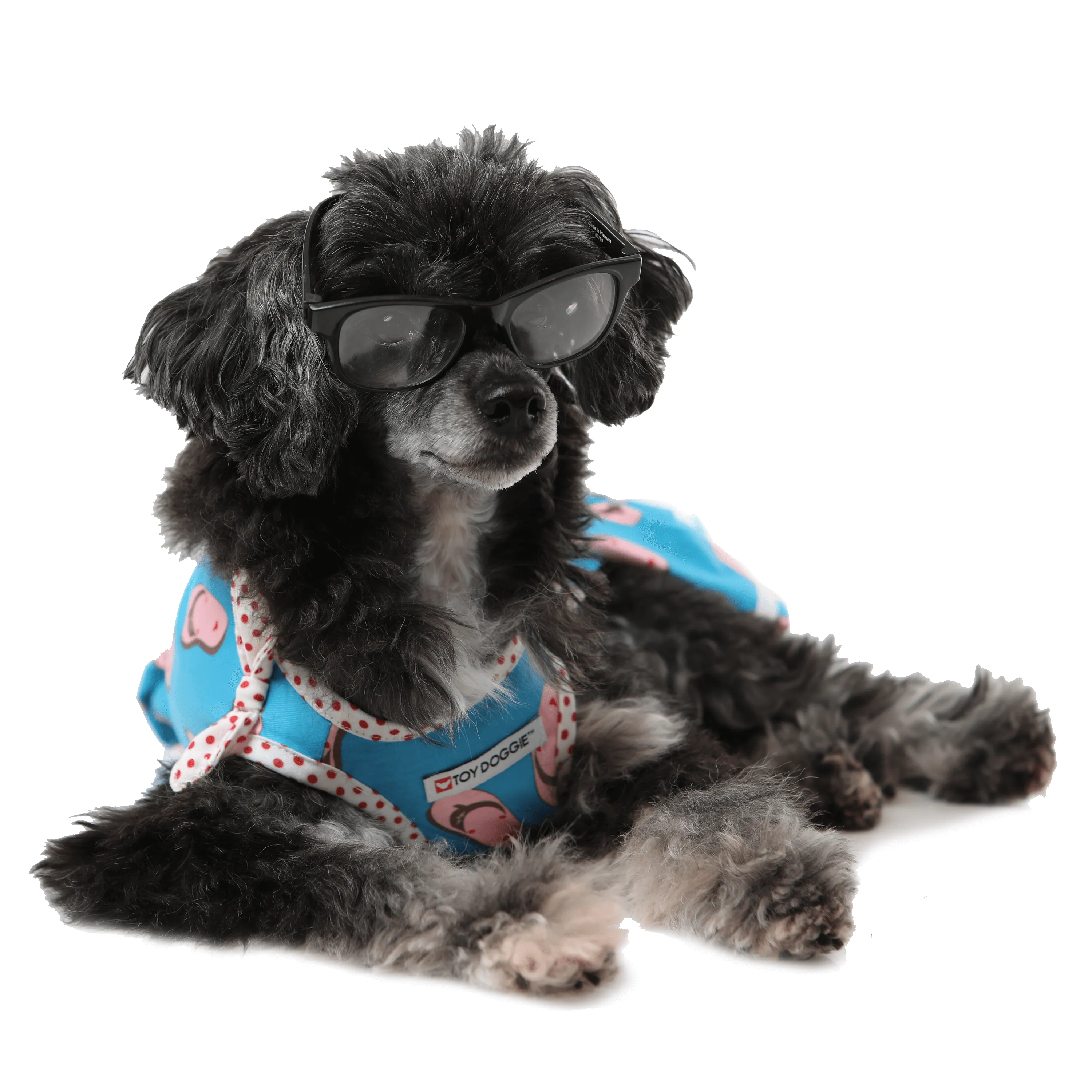 LA CHANCLETA VOLADORA - Pet Dress